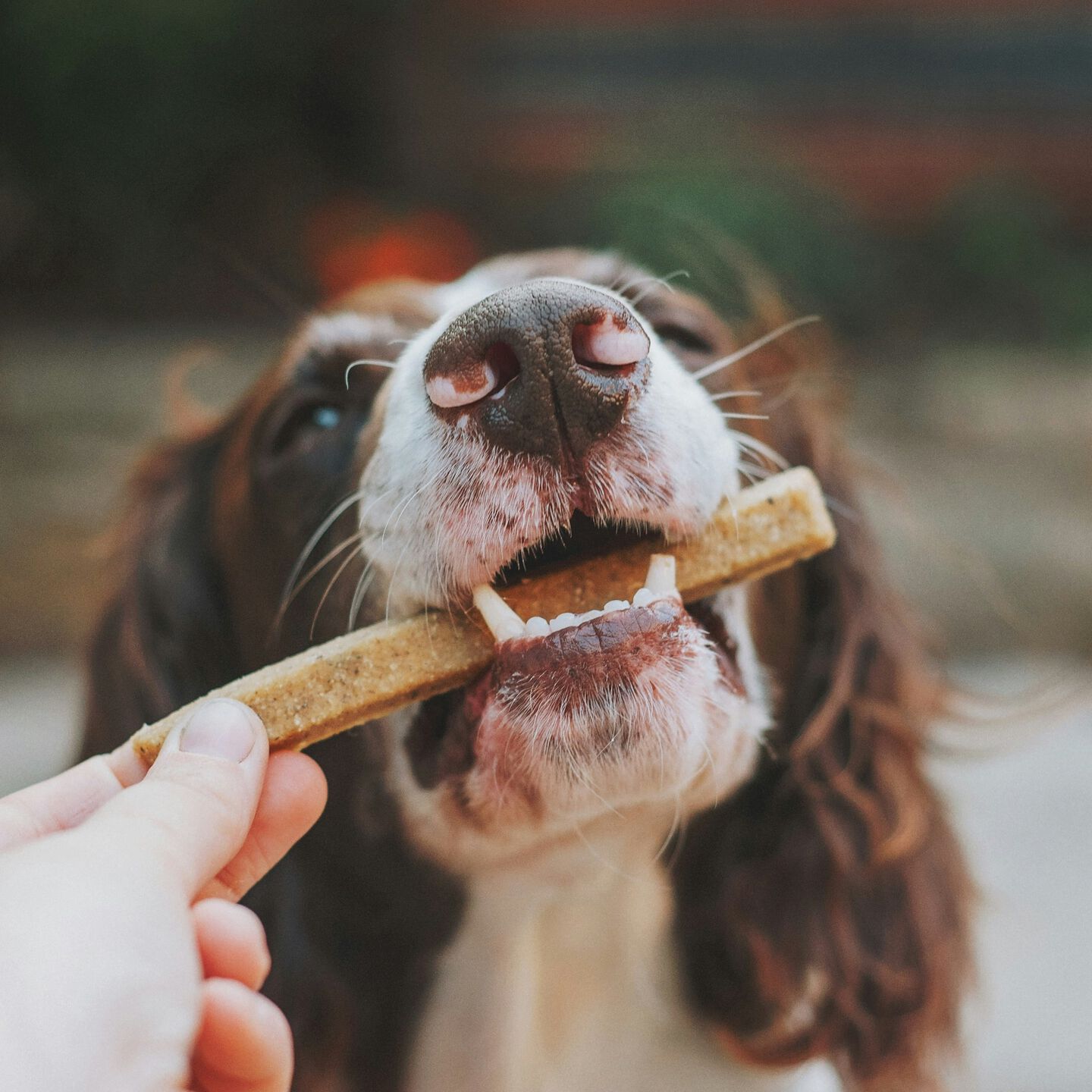 <b>WHY IS FIBRE SO IMPORTANT FOR DOGS?</b><br><br>Find out how fibre for dogs affects everything from their poo to weight management, plus how to know if your dog is getting enough fibre…</br>